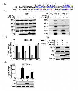 EV71 2C蛋白招募PP1在抑制IKKb磷酸化和NF-kB活化中起着关键作用