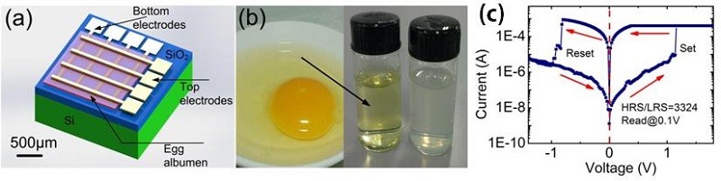 (a)基于鸡蛋清的可降解忆阻器三维结构图；(b)蛋清和蛋清稀释液；(c)器件电测试结果。