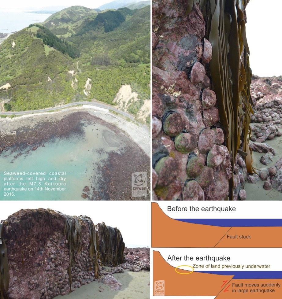 图11：Waipapa海湾海床抬升造成大量鲍鱼出露海面（右上及左下角），及其机制解释（右下角）（来源: GNS）