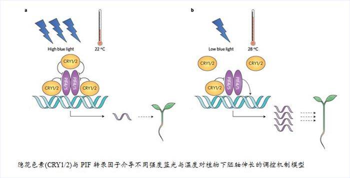 隐花色素如何影响植物生长 沙鸥科报 隐花色素如何影响植物生长 沙鸥科报