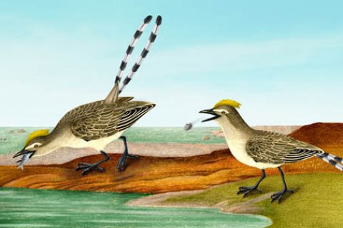 最古老的鸟类食团揭示早期鸟类的消化系统