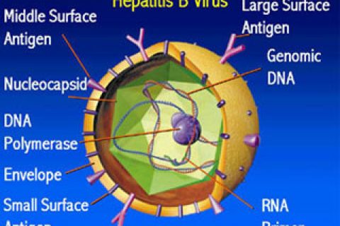 乙型肝炎病毒通过肝脏免疫耐受而逃逸免疫攻击的新机制