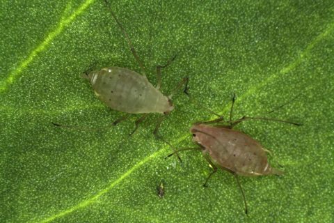 科学家揭示昆虫共生细菌传播机制
