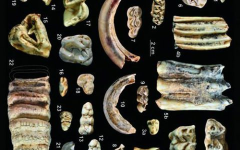 江西萍乡上栗县发现晚更新世哺乳动物化石