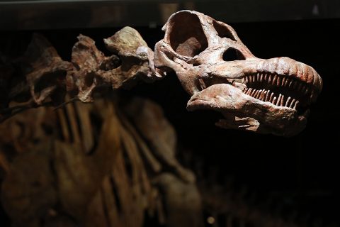 科学家发现长达35米的恐龙化石，可能是世界上最大的恐龙