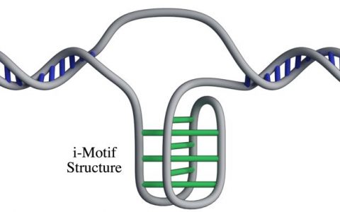 快讯！科学家证实了新的DNA结构