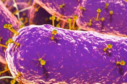 科学家在人类肠道中发现了14万种病毒，其中大多数是未知的