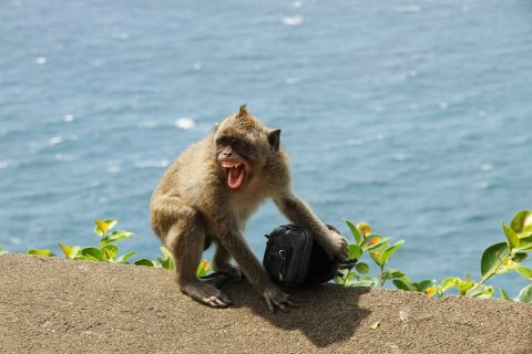 猴子学习如何从人类身上抢东西并换取食物