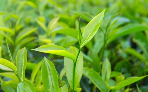 人类终于知道茶的味道为什么不一样了，科学家首次成功破译茶树基因组