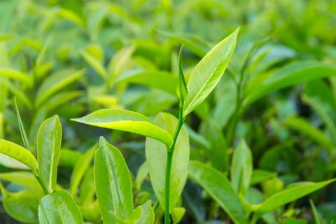 人类终于知道茶的味道为什么不一样了，科学家首次成功破译茶树基因组